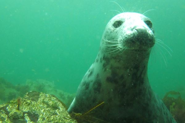 A Seal
